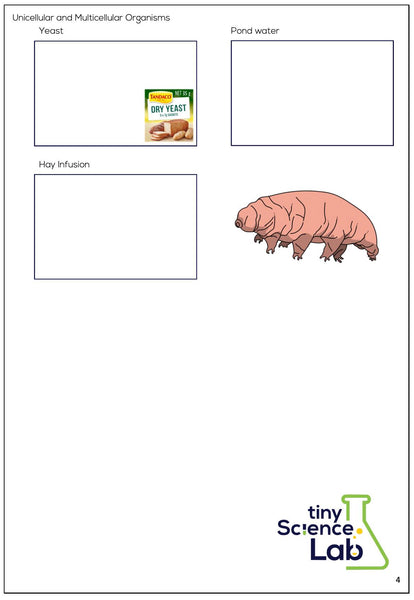 Microscope - High Quality Student Microscope