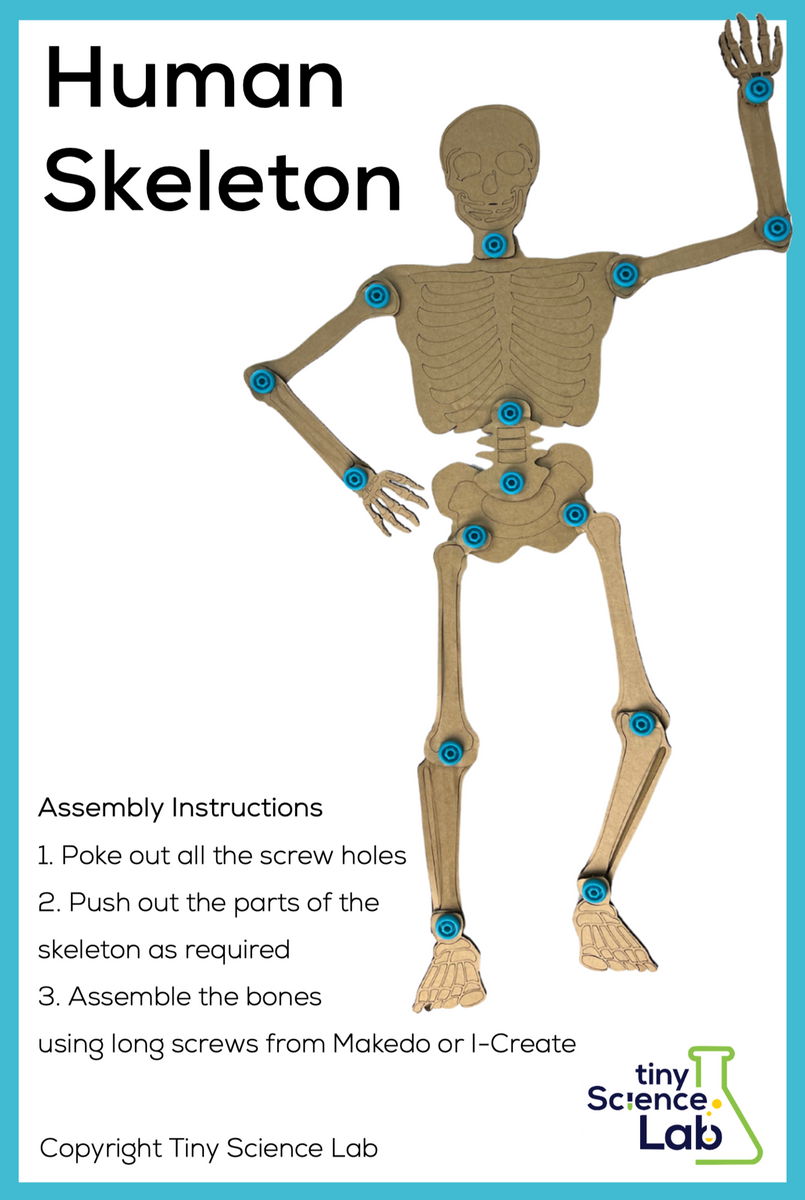 Creating A Skeleton Human Skeleton Cardboard Construction Template Makedo and I-Create Com ...