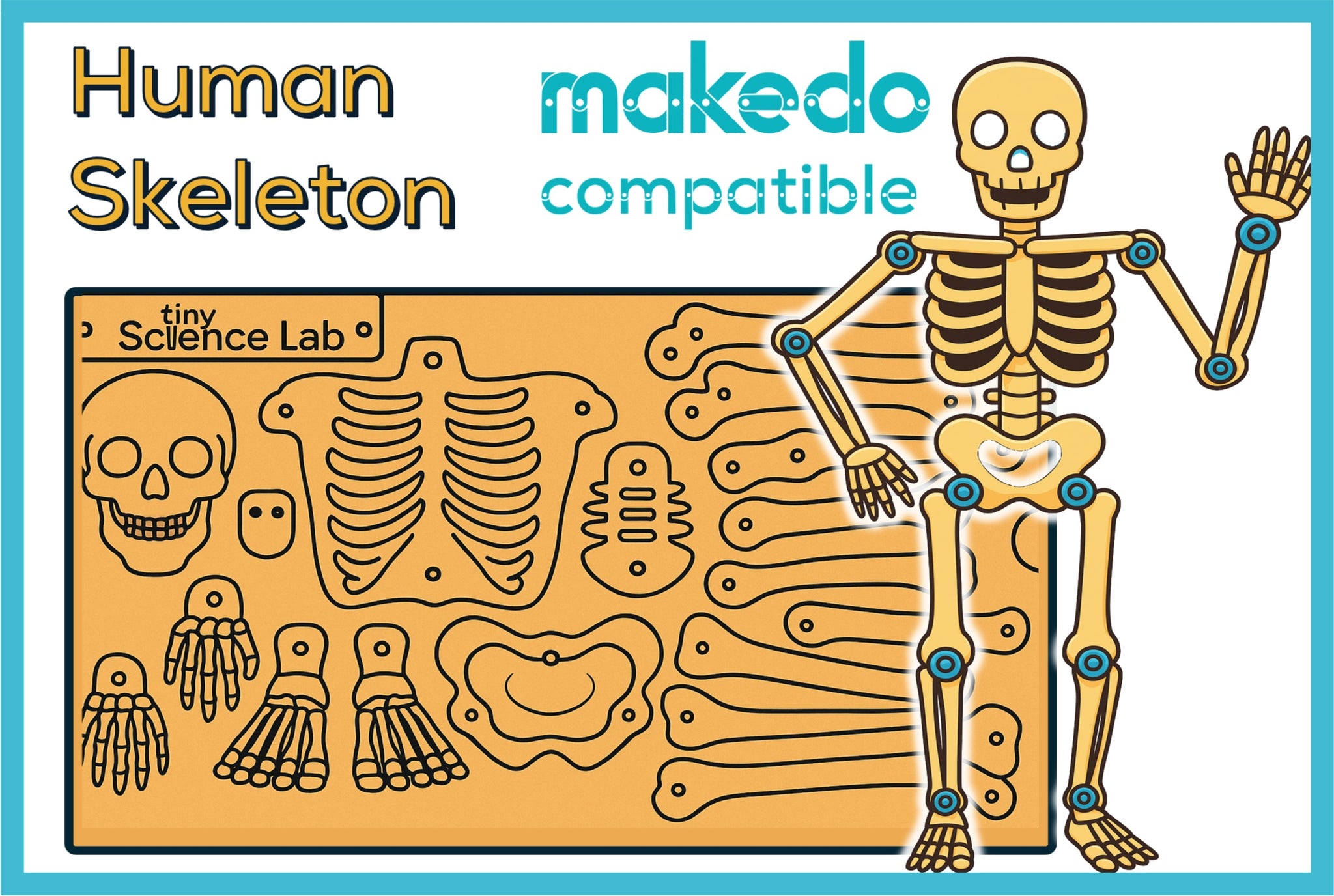 Human Skeleton Cardboard Construction Model Kit | Makedo Compatible