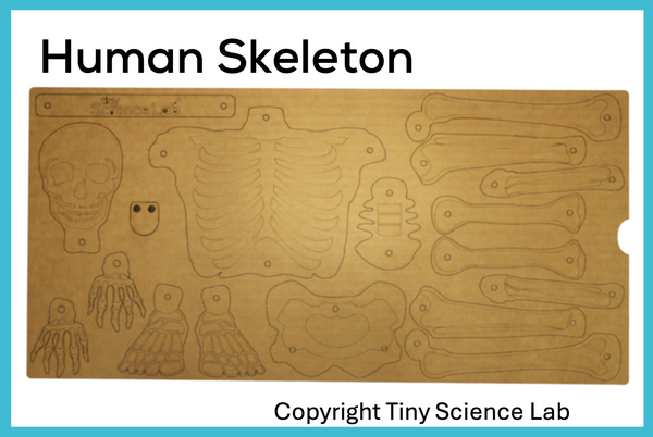 Human Skeleton Cardboard Construction Model Kit | Makedo Compatible