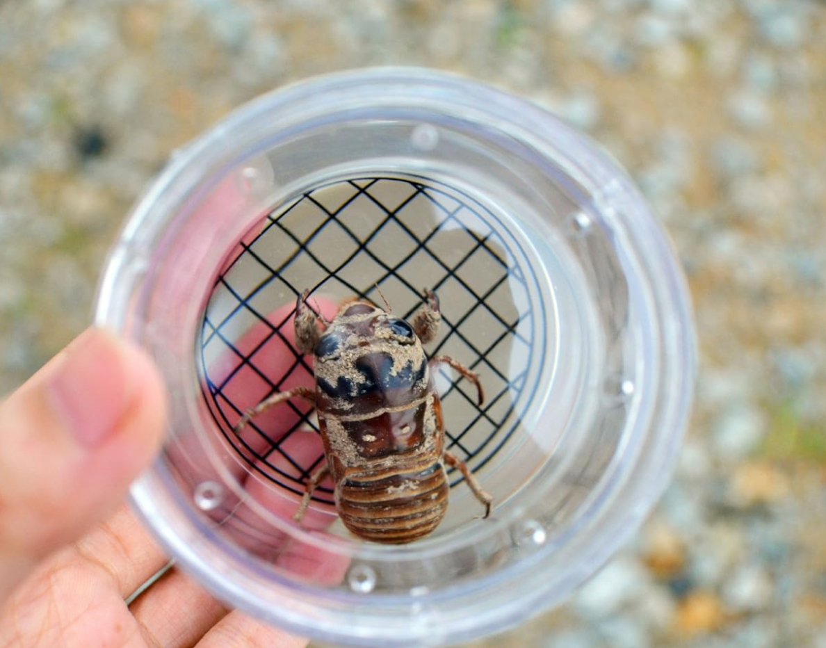 Bug Explorer Magnifying Viewer Bug Explorer – Tiny Science Lab