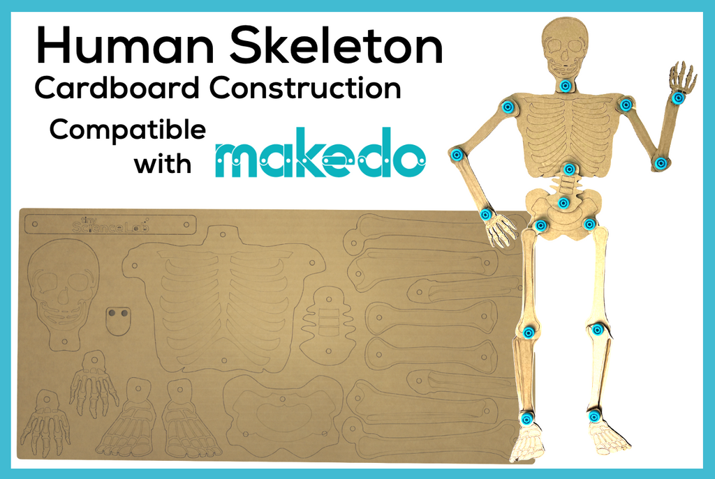 Human Skeleton Cardboard Construction Model Kit | Makedo Compatible ...