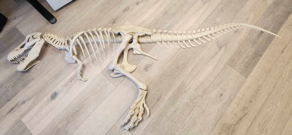 HUGE 3d Printed TRex Skeleton - Tyrannosaurus Rex - Dinosaur Bones