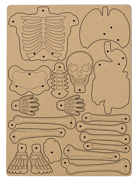 Small Human Skeleton Cardboard Construction (includes split pins)