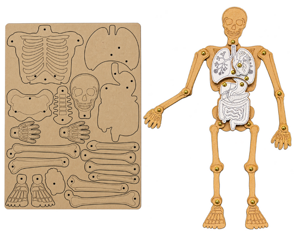 Small Human Skeleton Cardboard Construction (includes split pins)