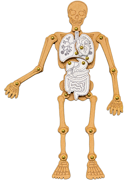 Small Human Skeleton Cardboard Construction (includes split pins)